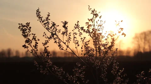 Grass at sunset Stock Footage 37228455