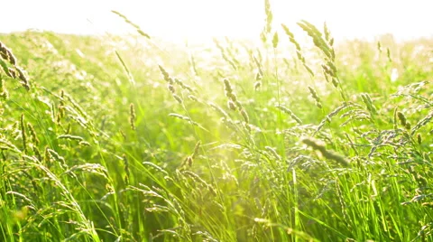 Grass with sunset Vídeo Stock 43162399