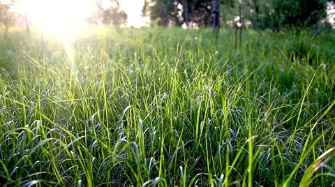 Grass at sunset. Stock Footage 50933224