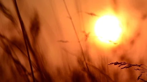Grass at sunset Stock Footage 75010480