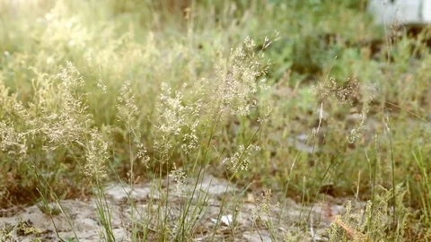 Grass at sunset Video stock 77212894