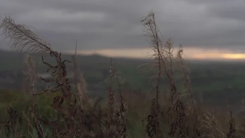 Grass In The Sunset.. Stock Footage 97894695