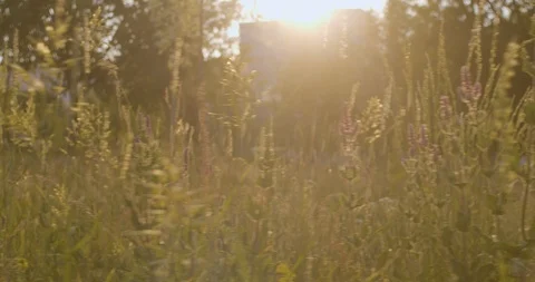 Grass on the sunset Video stock 109820436