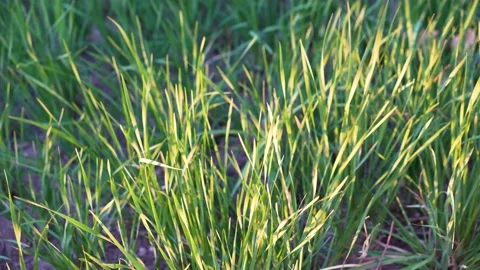 Grass at sunset Stock Footage 197913998