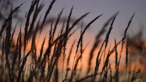 Grass at sunset Stock Footage 221795267