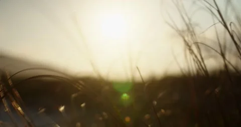 Grass at Sunset Stockbeeldmateriaal 247336789