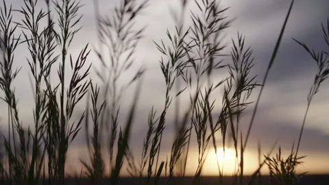 Grass sunset Stock Footage 285567485