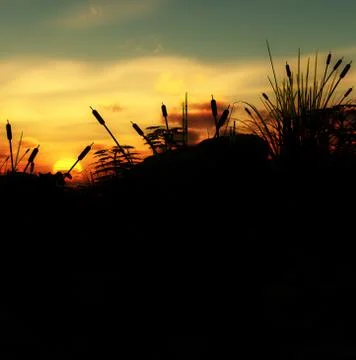 Grass Sunset Stock Illustration