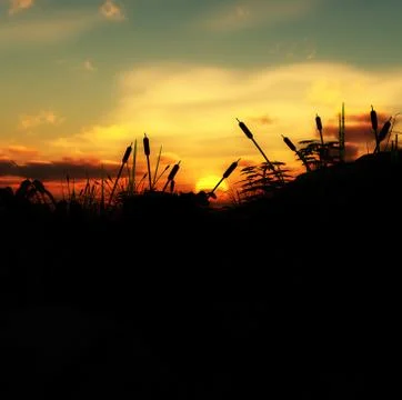 Grass Sunset Stock Illustration