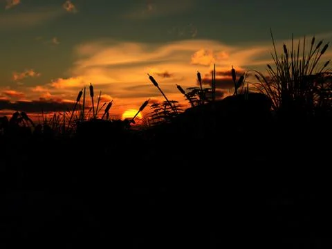 Grass Sunset Stock Illustration