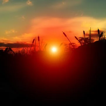 Grass Sunset Stock Illustration