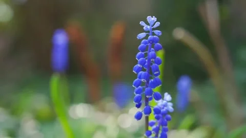 Grass In Sunset Light Slow Motion Stock Footage 286721541