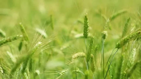 Grass In Sunset Light Slow Motion Stock Footage 286721812