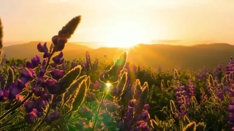 Grass In Sunset Light Slow Motion Stock Footage 286721830