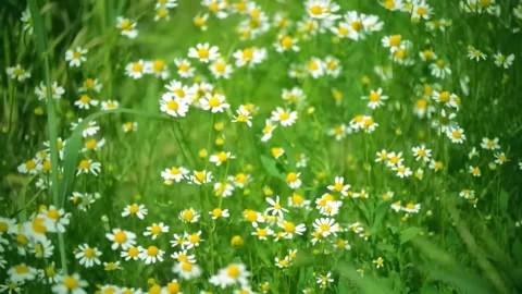 Grass In Sunset Light Slow Motion Stock Footage 286721919