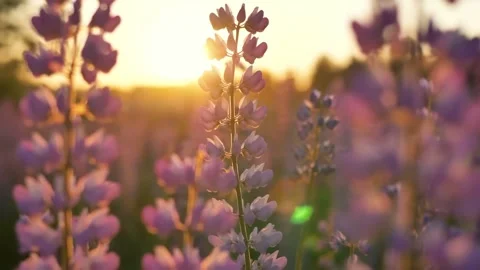 Grass In Sunset Light Slow Motion Stock Footage 286722094
