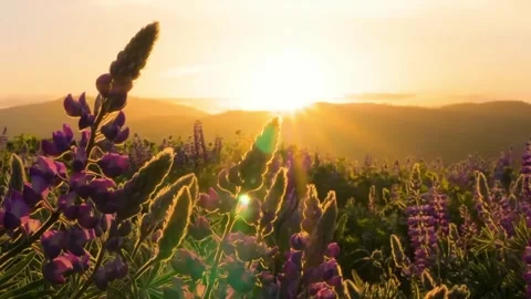 Grass In Sunset Light Slow Motion Video stock 286722133