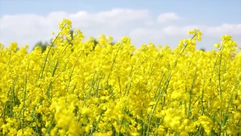 Grass In Sunset Light Slow Motion Stock Footage 286722425