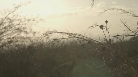 Grass at Sunset long shoot Stock Footage 76375440