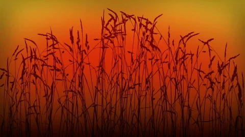 Grass sunset loop Stock Footage 475102