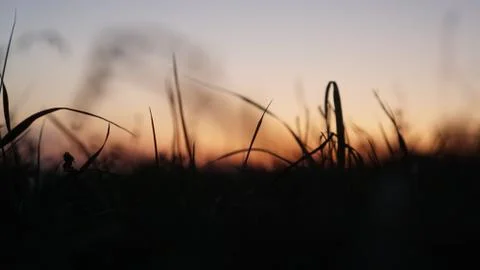 Grass at sunset in macro shot Stock Photos
