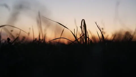 Grass at sunset in macro shot Stock Photos
