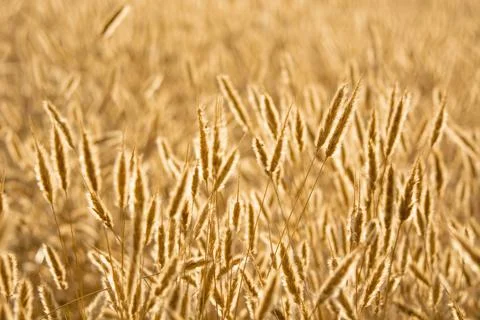 Grass at the sunset moment Stock Photos