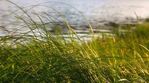 Grass at sunset. Nature composition. Stock Footage 74516857