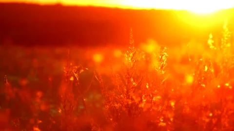 The grass at sunset is out of focus . Red grass. Live image. Summer sunset Stock Footage 150065401