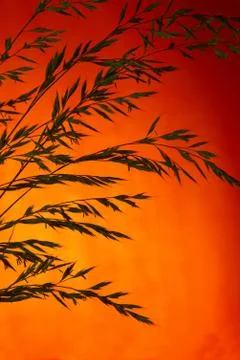 Grass sunset Stock Photos