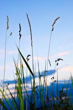 Grass at sunset Foto stock