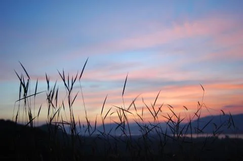 Grass in the sunset Stock Photos