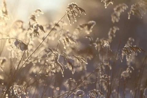 Grass at sunset Stock Photos