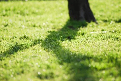 Grass at sunset Foto stock
