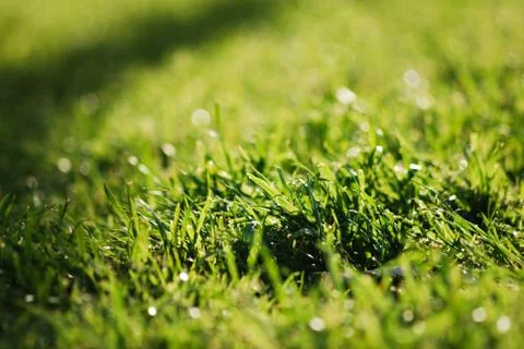 Grass at sunset Foto stock