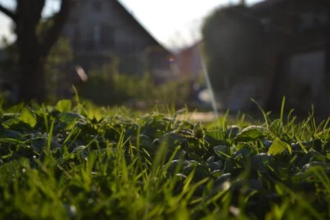 Grass at sunset Stock Photos