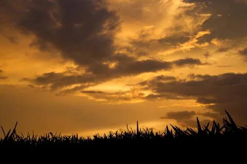 Grass at sunset Stock Photos