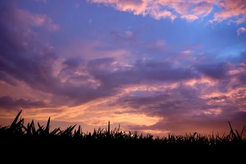Grass at sunset Stock Photos