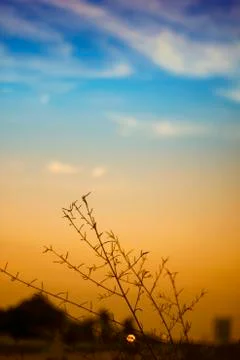 The grass at sunset 写真素材