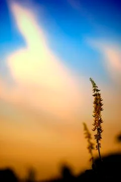 The grass at sunset Stock Photos