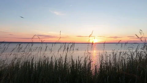 Grass at sunset sea. Stock Footage 87163260