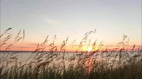 Grass at sunset sea. Stock Footage 87163311