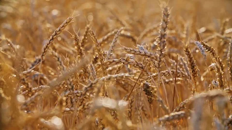 Grass Sunset Silhouette. Grass Sunset. Close Up Wheat Field At Sunset in 4K Stock Footage 114890451