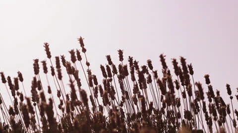 The grass on sunset sky background 動画素材 24709943