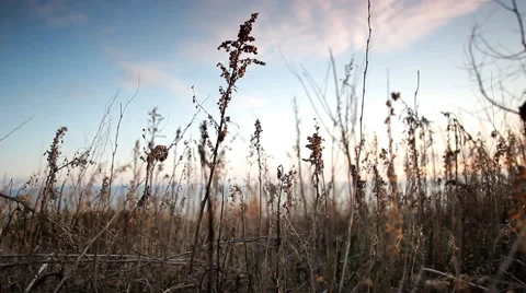 Grass at sunset ,slider Stock Footage 51770609