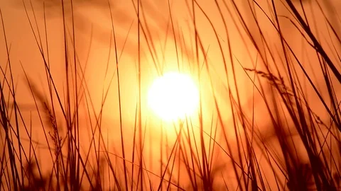 Grass at sunset. Sunset in the meadow Stock Footage 75166708