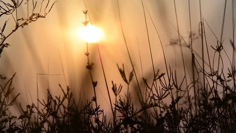 Grass at sunset. Sunset in the meadow Stock Footage 75396159