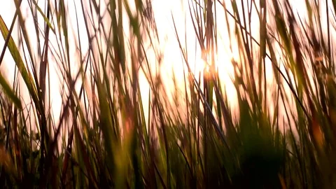 Grass at sunset. Sunset in the meadow Video stock 75455353
