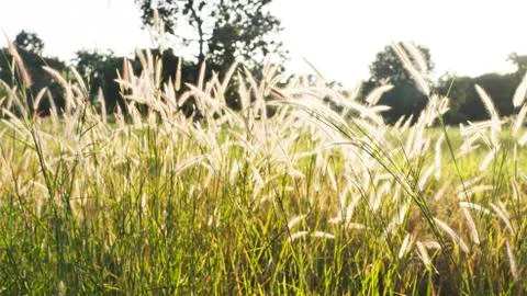 Grass with the sunsets background Stock Photos