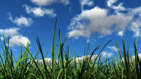 Grass in the sunshine 動画素材 1046522